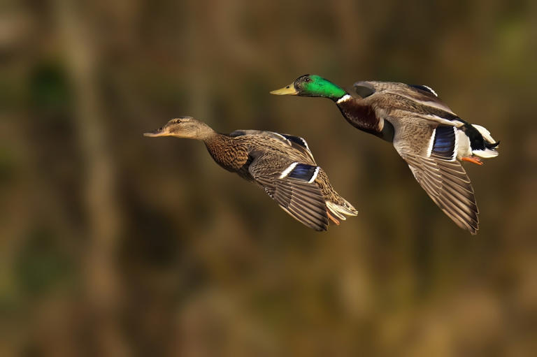 Canard colvert : tout savoir sur cet oiseau emblématique