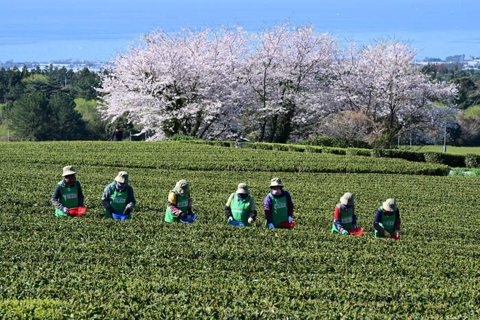 Green tea picking