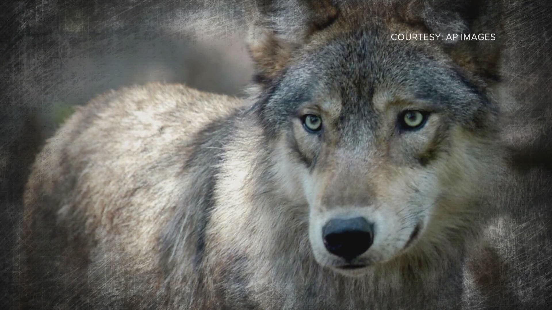Federal wildlife officials open formal review of Colorado's wolf ...
