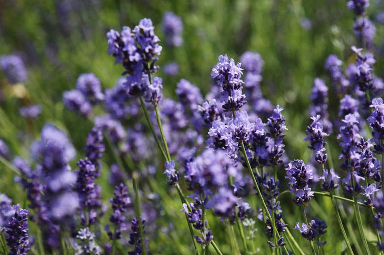 Lavender plants can be bigger and healthier when 1 kitchen scrap is ...