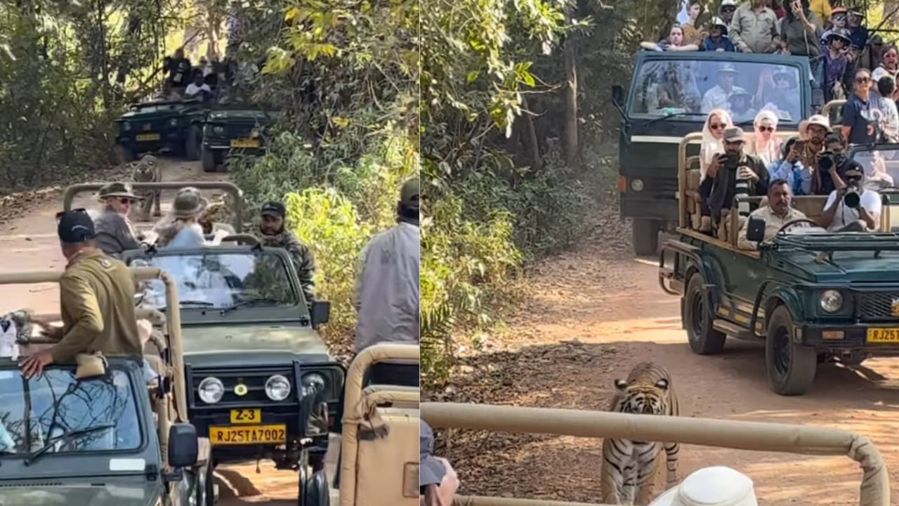 Traffic jam in the jungle: Viral video shows tiger surrounded by ...