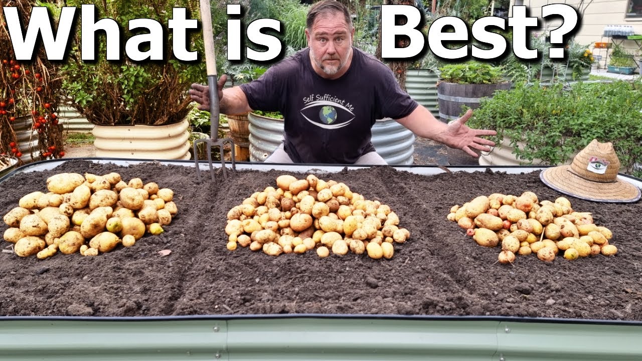 Potato growing showdown: Certified seed vs store-bought in raised beds!