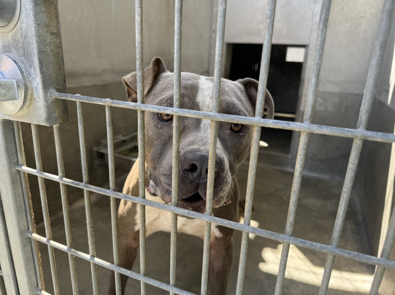 Federal complaint alleges animal abuse and neglect in encampments