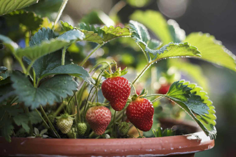 Non buttare le fragole mature: come piantarle a partire dal frutto e ...