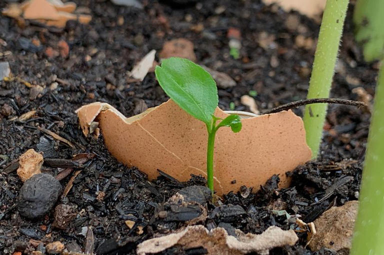Lavender plants can be bigger and healthier when 1 kitchen scrap is ...