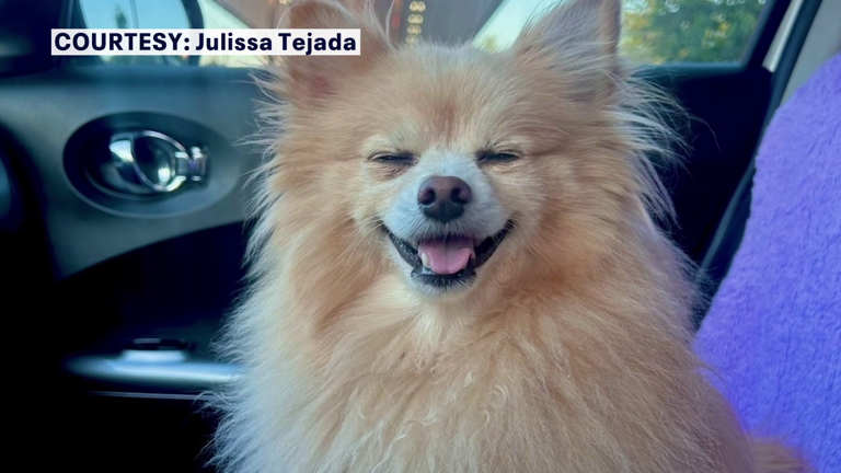Small dog dies after being attacked by Rottweilers at Davis Islands Dog ...