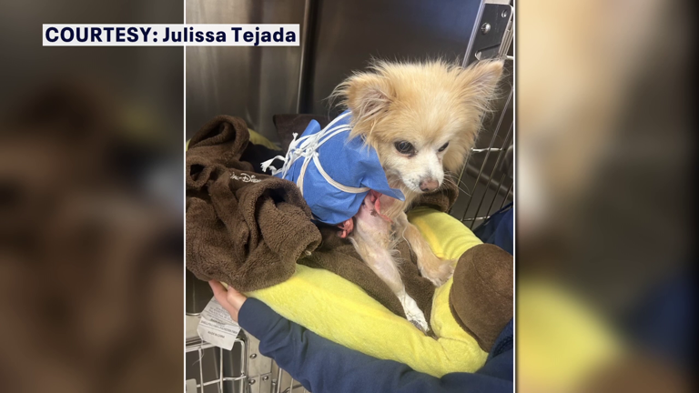 Small dog dies after being attacked by Rottweilers at Davis Islands Dog ...