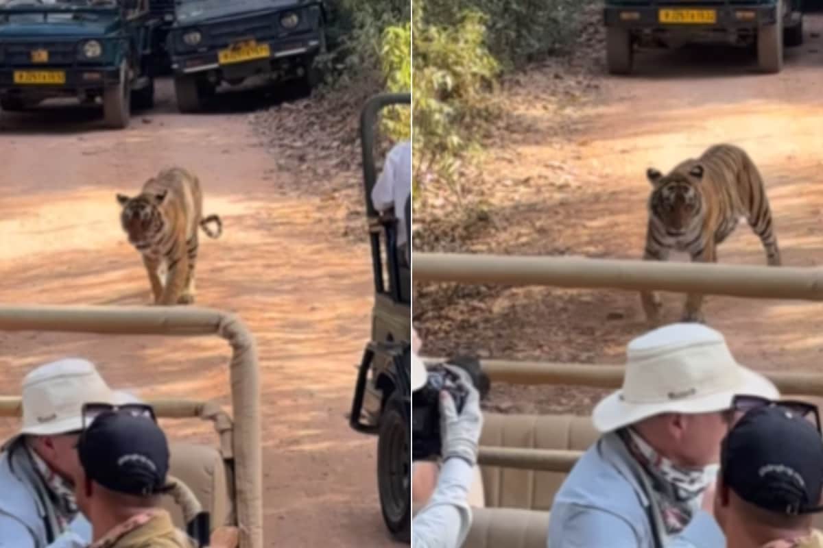 Tiger trapped in a 'traffic jam' at Ranthambore National Park, internet ...