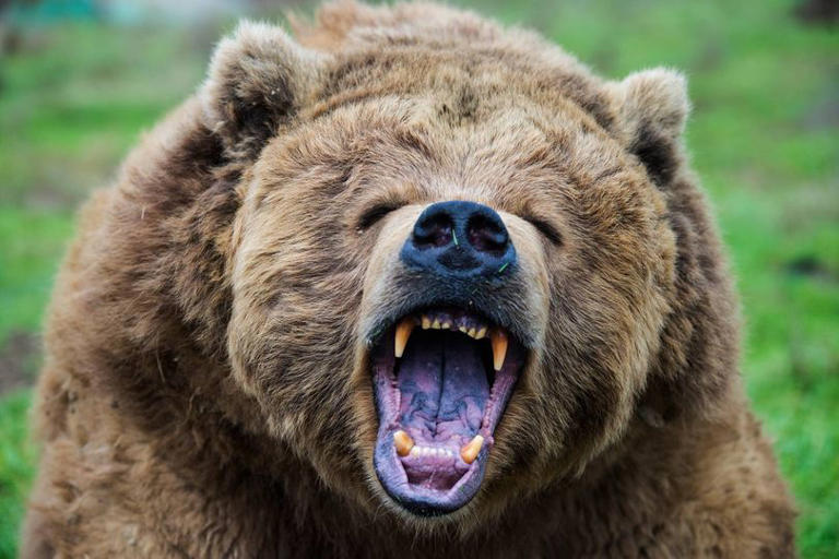 Bear attacks are more likely this time of year