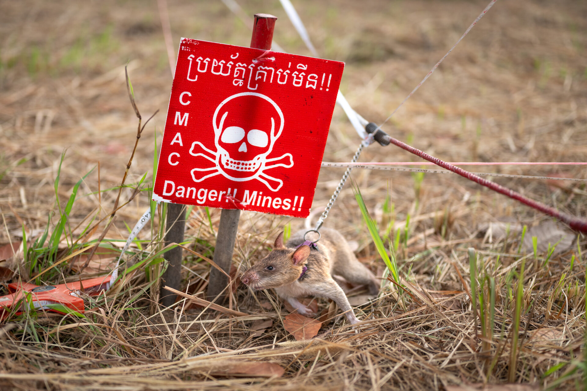 A small hero remembered: Cambodia honors life-saving rat