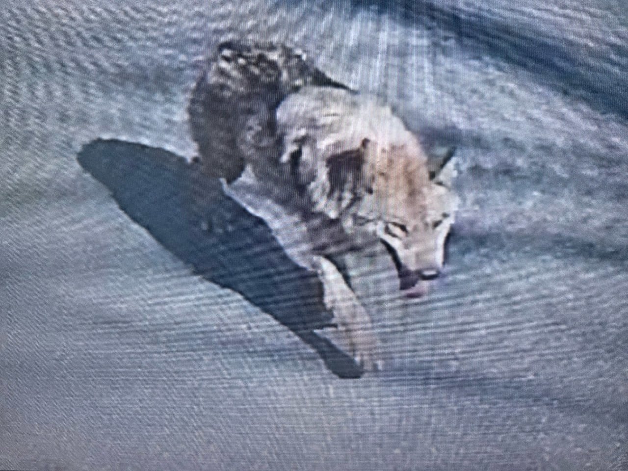 Wolf escapes Daejeon zoo, joint search underway
