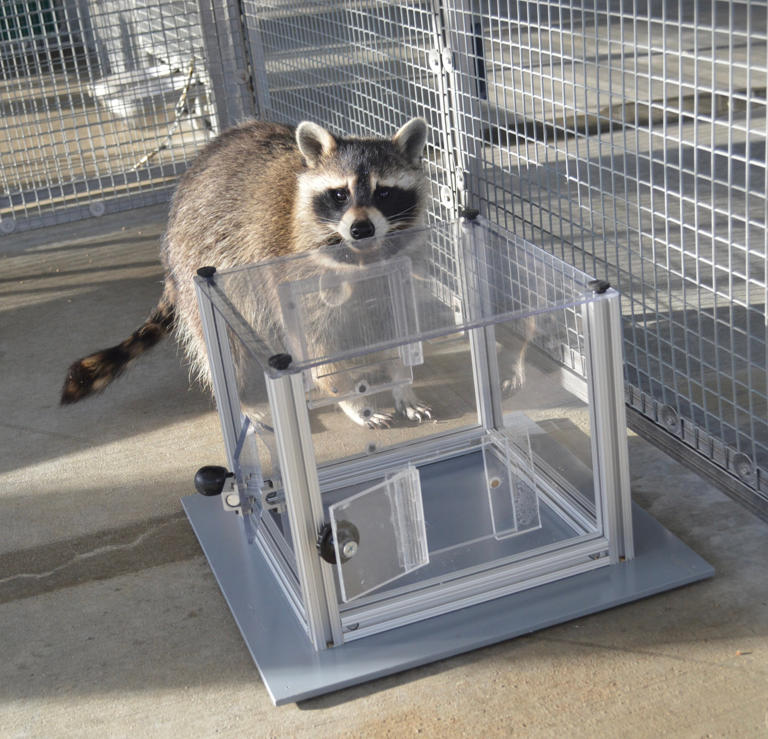The animal that solves puzzles for fun – even with no treat at the end