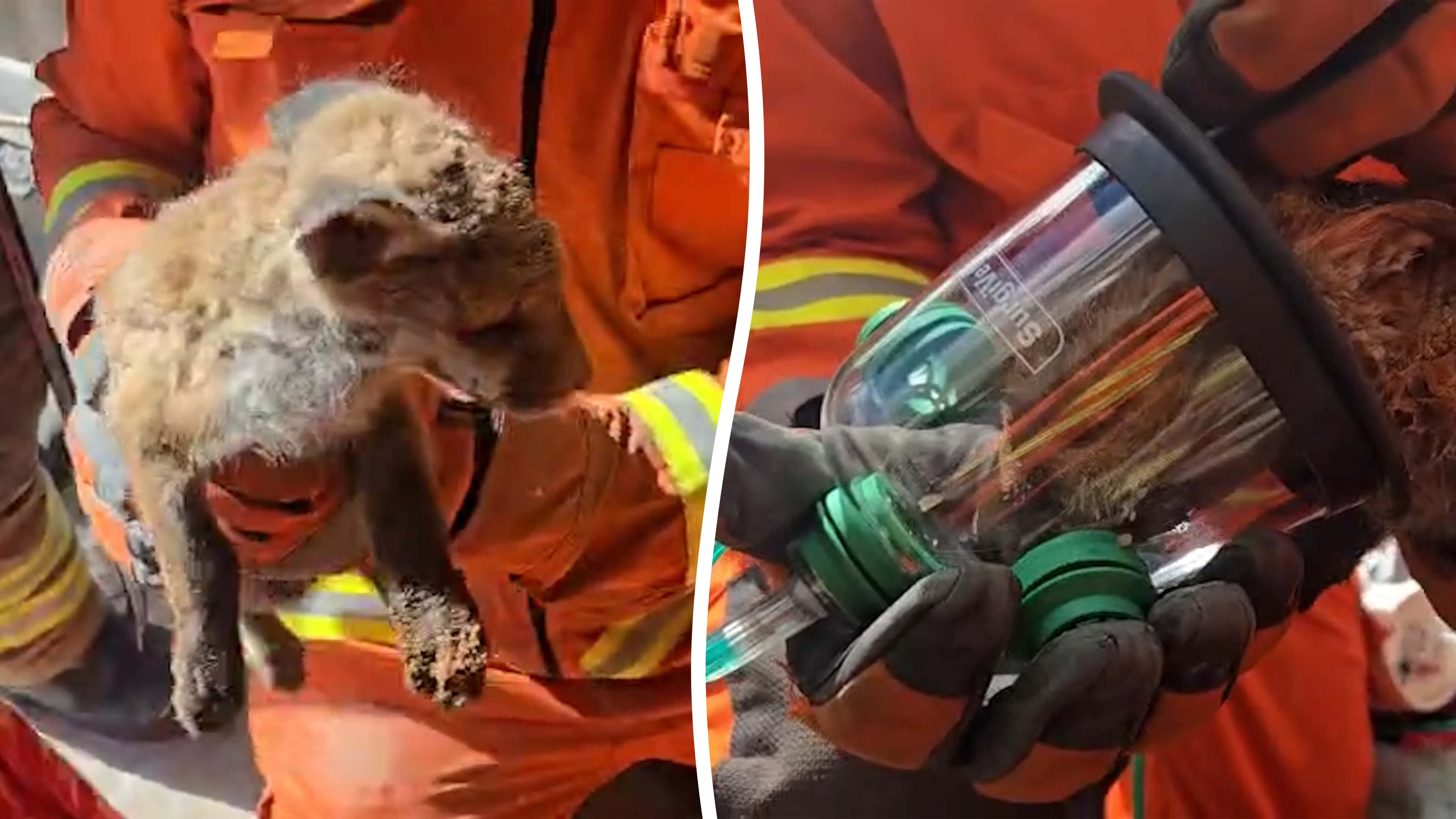 Firefighters smash through wall to save fox cubs trapped in Leicester