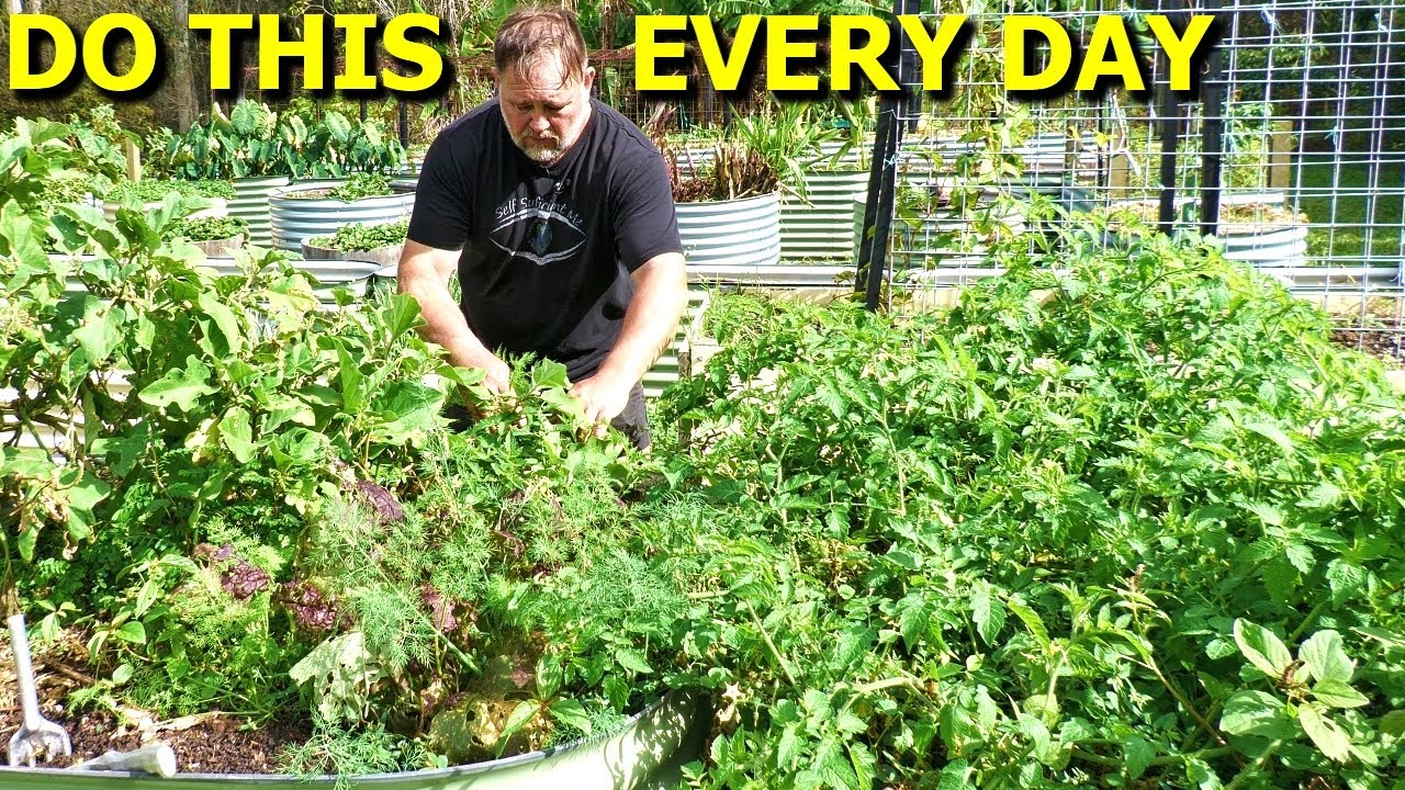 6 essential daily veggie garden tasks | Mark’s gardening routine explained!