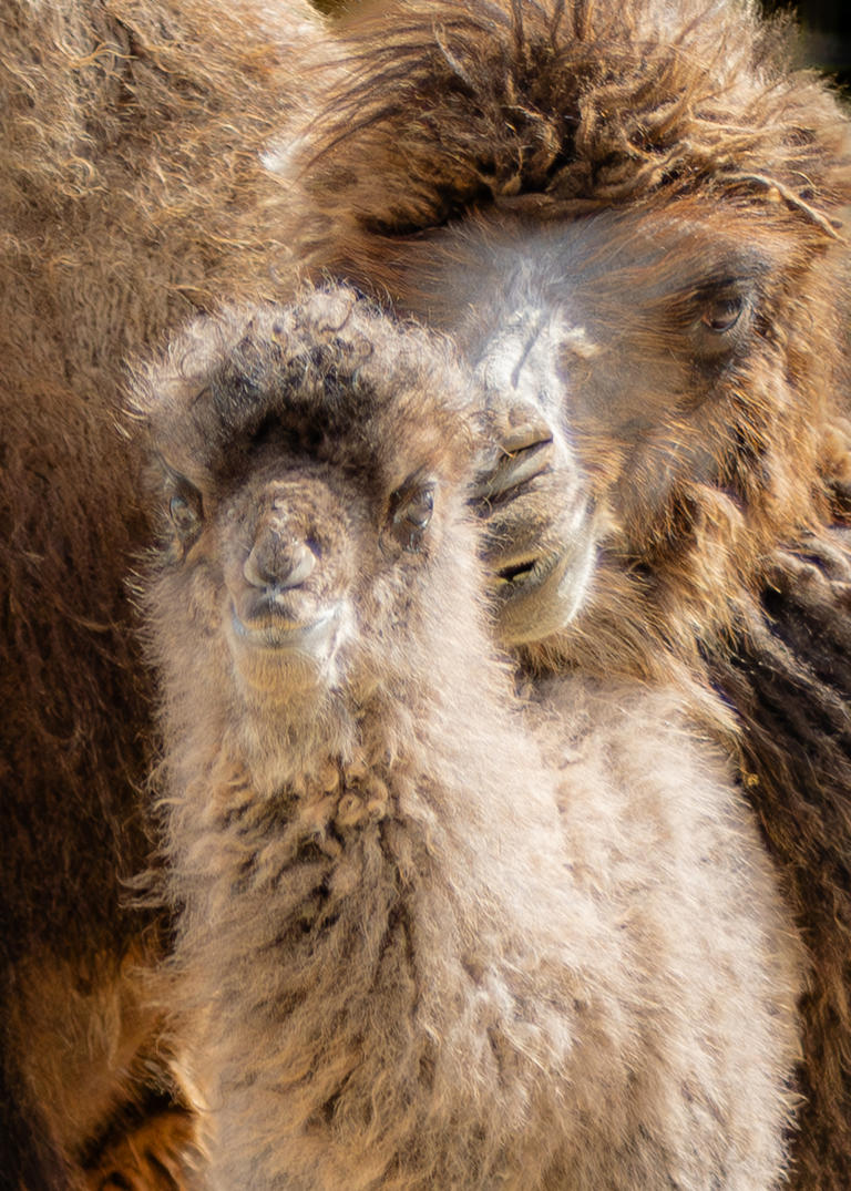 Bactrian camel calf born at Whipsnade Zoo