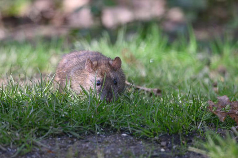 Rats will be scared from gardens thanks to easy swap that happens to be ...