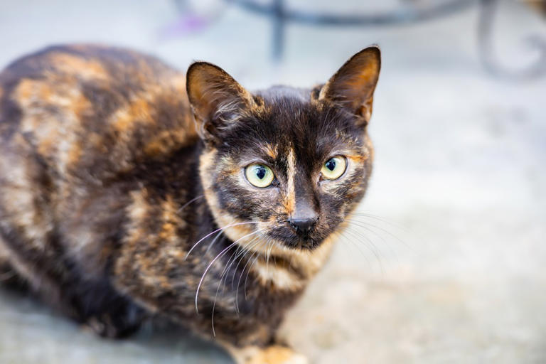 Senior tortoiseshell cat's precious 'creaky' meow couldn't be sweeter