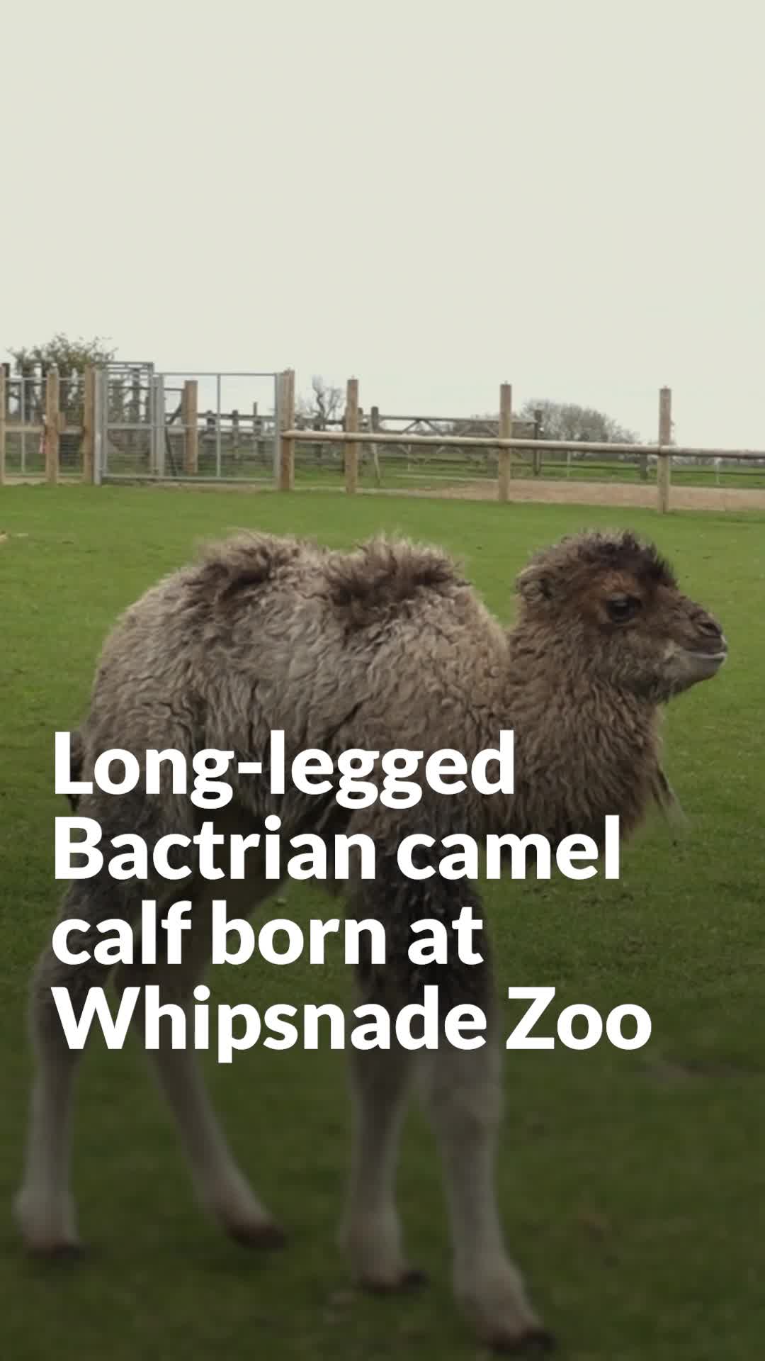 Long-legged Bactrian camel calf born at Whipsnade Zoo