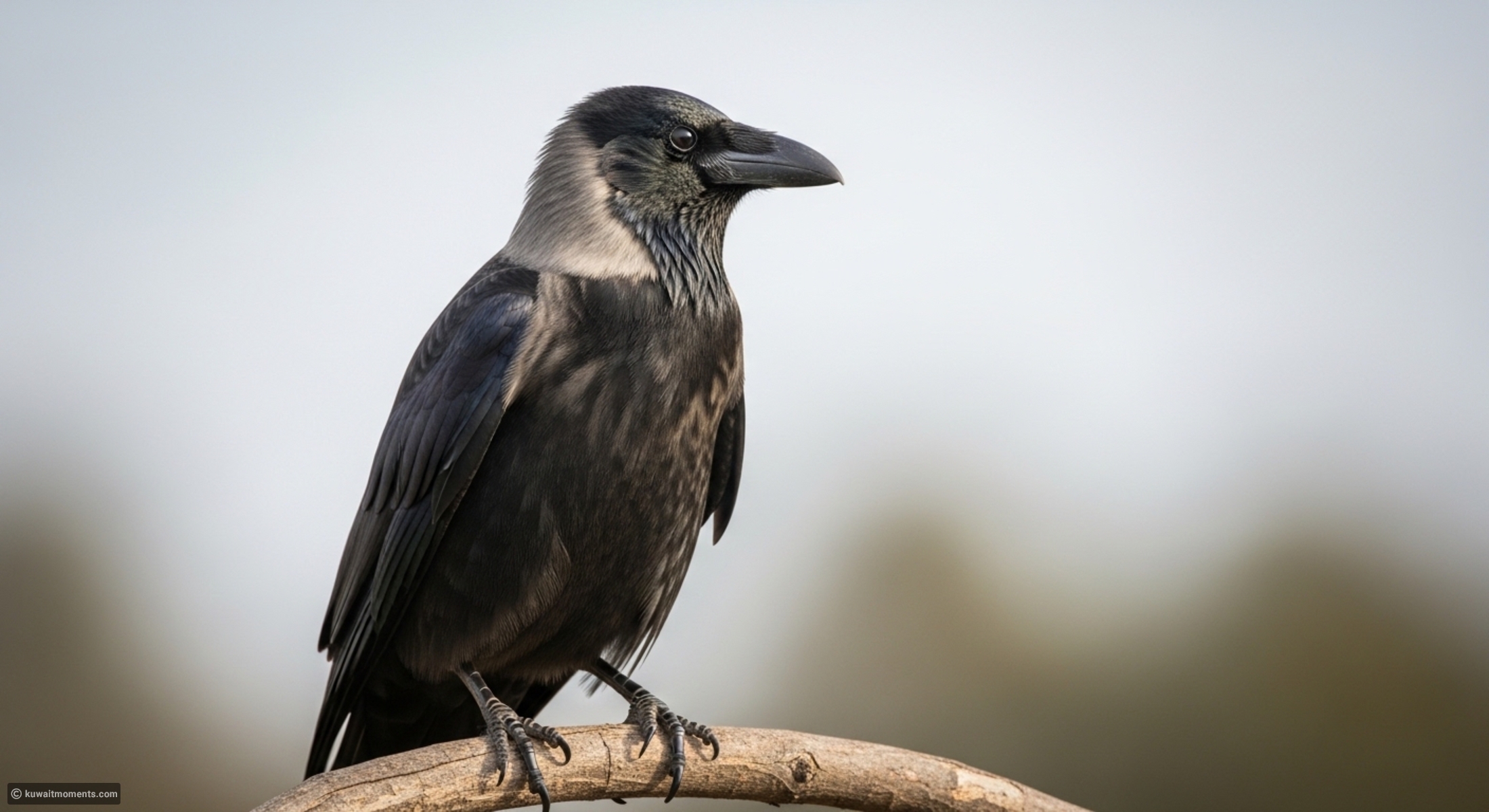 Top 10 interesting facts about animals to enhance your knowledge