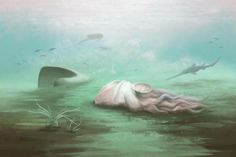 New scans suggest the 'world’s oldest octopus' isn’t an octopus