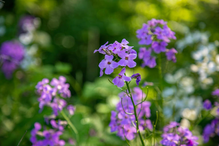Plant these 8 fast-growing flowers now for a bright garden in weeks ...