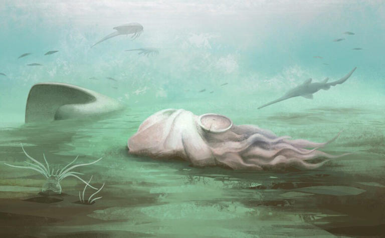 Doch kein Oktopus: Ältestes Fossil der Welt entpuppt sich als andere Art