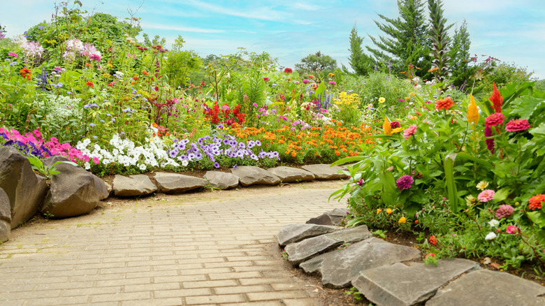 Plant this compact perennial for showstopping blooms in garden beds & pots