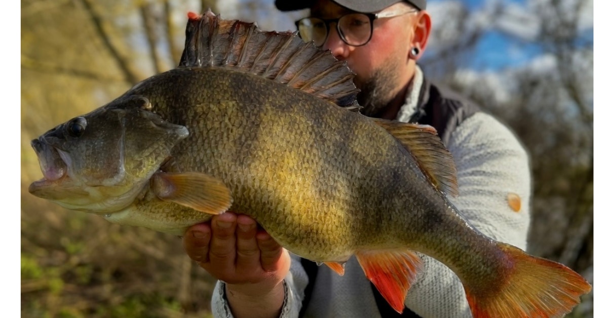 Giant half-metre long perch banked from Thames