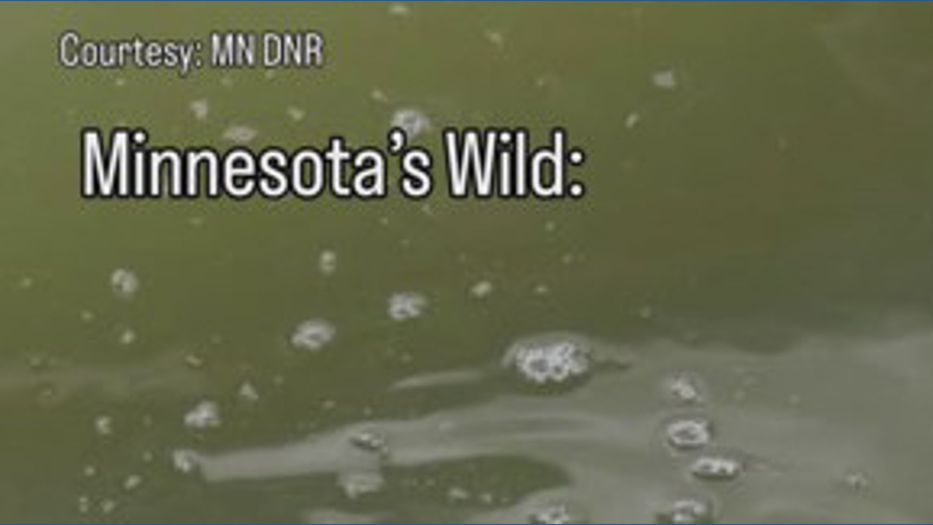 Minnesota’s wild: Meet the muskie
