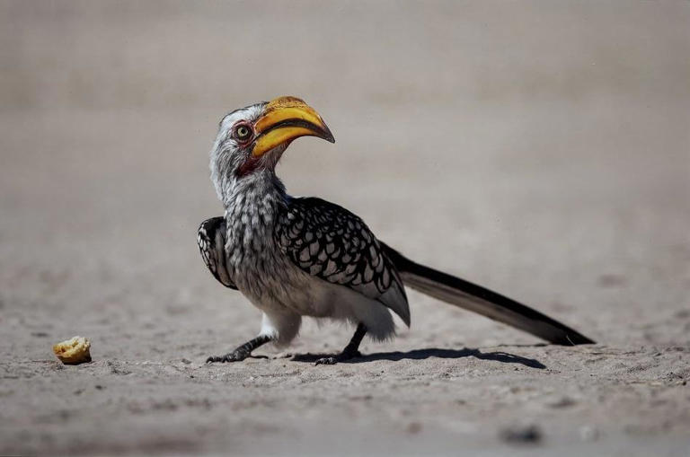 Zooming in on Gala camera club winners