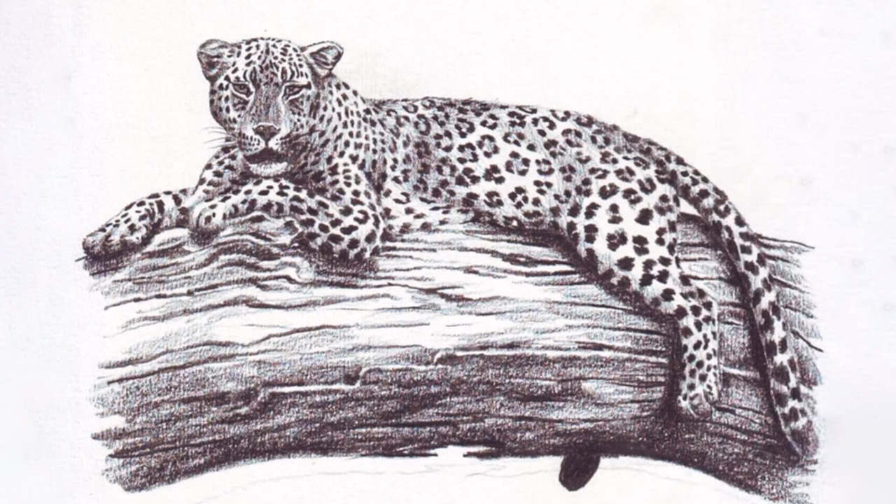 From sketch to masterpiece: Learn how to draw a leopard with amazing ...