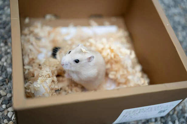 Dwarf hamster: Small size but big energy