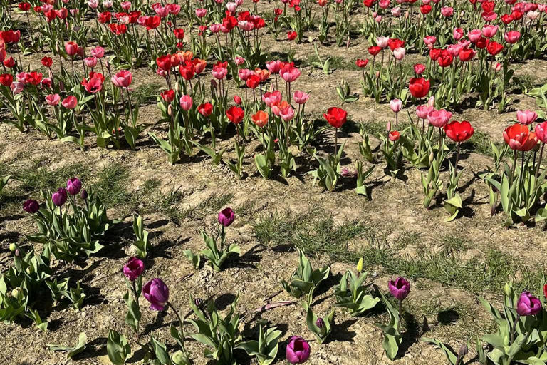 Spring in full bloom: Tulleys Tulip Fest draws crowds amid glorious ...