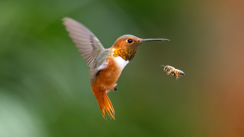 Attract hummingbirds & bees with a beautiful perennial flower that ...
