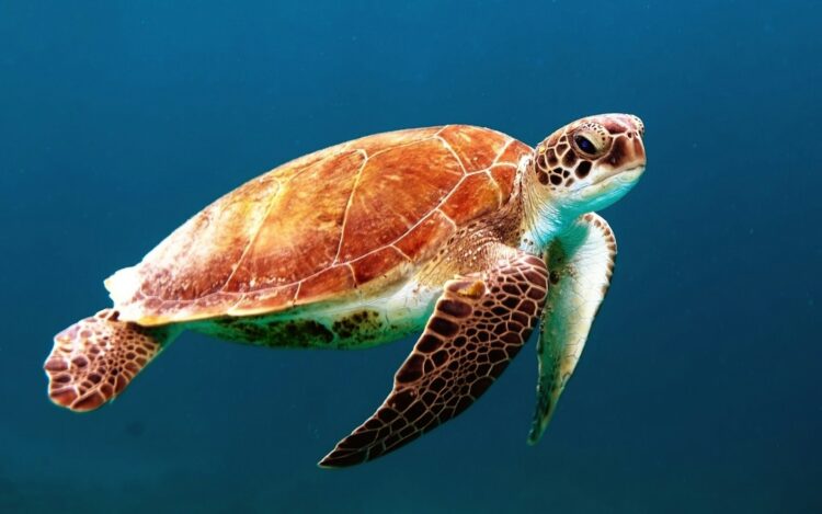 Turtles Bamboo Lounge Set main image 1