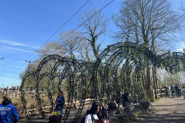 Spring in full bloom: Tulleys Tulip Fest draws crowds amid glorious ...