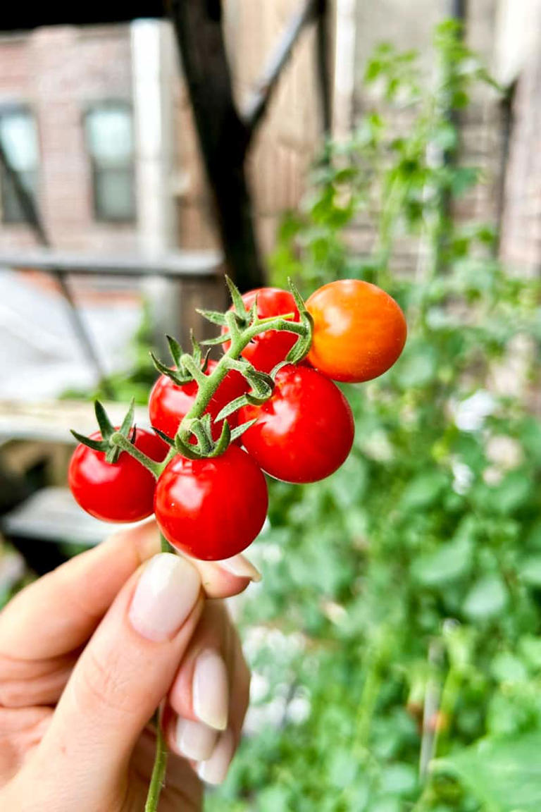 You don't need a yard to start a garden - here's what to do instead