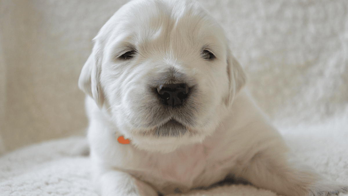 10 common mistakes new puppy owners make