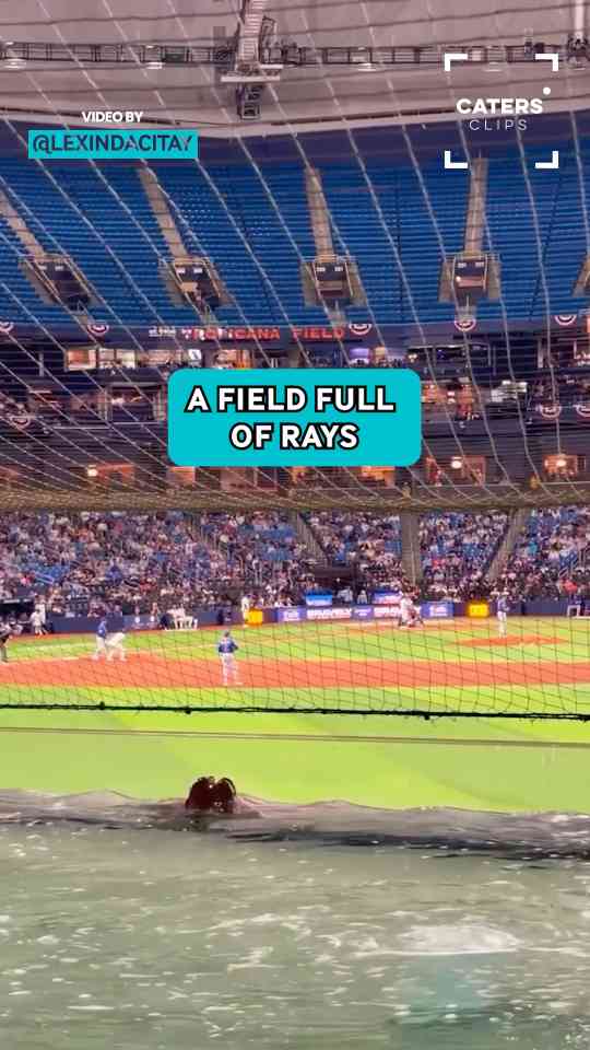 Stingrays enjoy Rays’ first game back in emotional stadium return