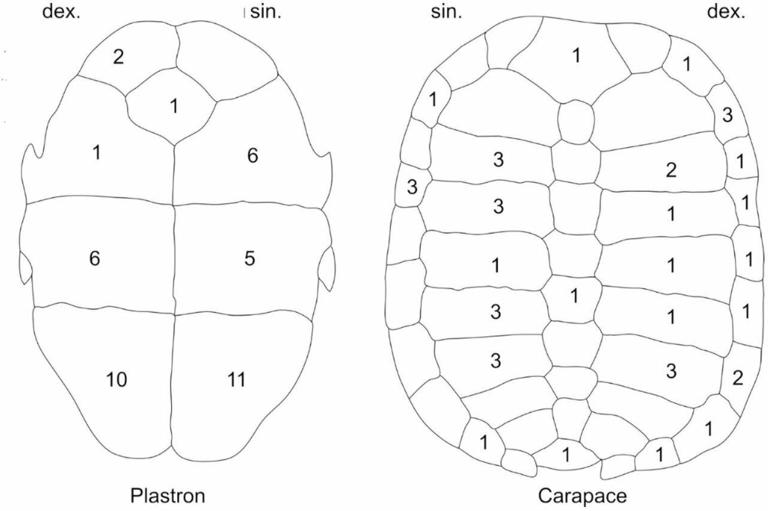 Neanderthals in Central Europe hunted pond turtles—not for food, but ...