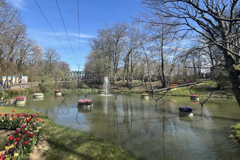 Spring in full bloom: Tulleys Tulip Fest draws crowds amid glorious ...