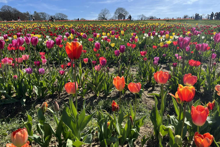 Spring in full bloom: Tulleys Tulip Fest draws crowds amid glorious ...