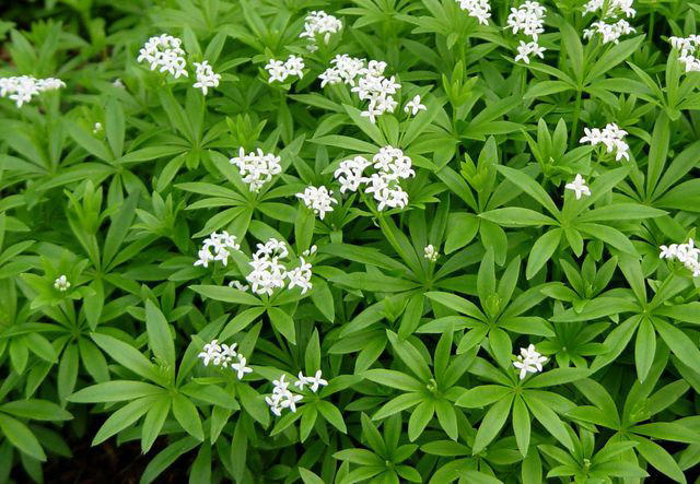 Should you plant ground cover around tree roots?