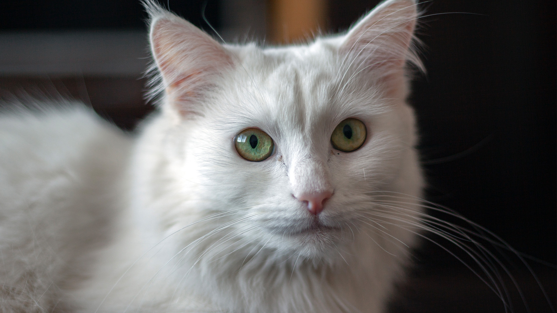 Cat breeds that just won't stay quiet