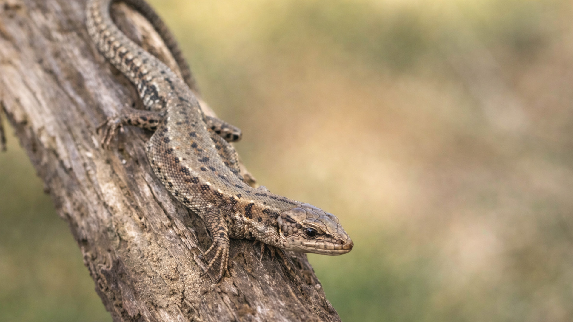 Hidden camera captures a lizard resting on a fallen branch
