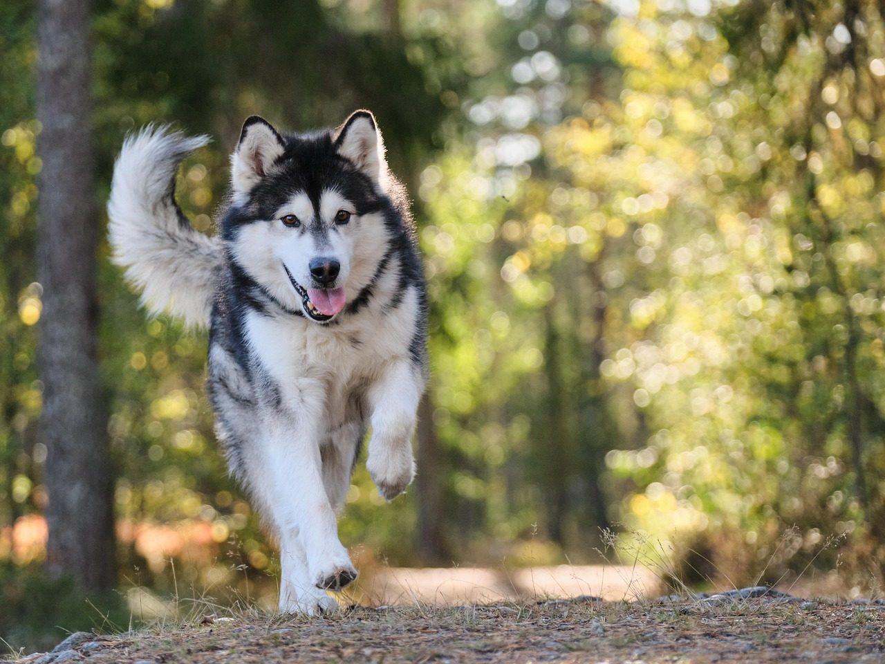 15-dog-breeds-you-should-never-mess-with