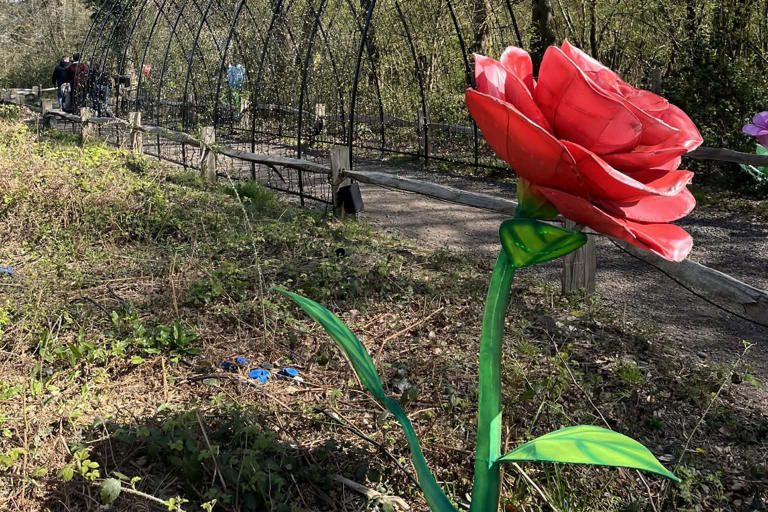 Spring in full bloom: Tulleys Tulip Fest draws crowds amid glorious ...