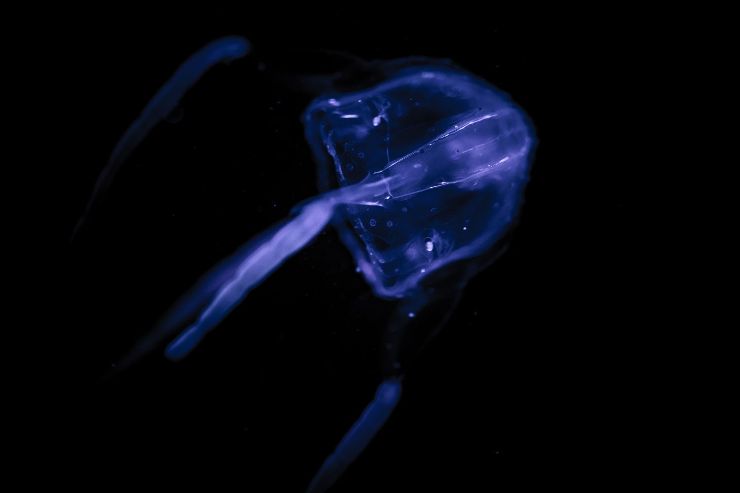Scientists reveal the animals with the most painful stings in the world