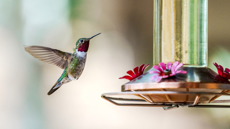 Hummingbird approaches a feeder