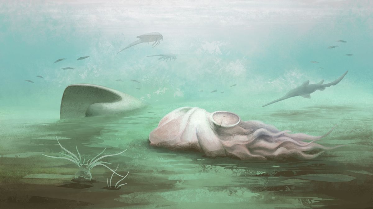 This fossil once rewrote everything we knew about octopuses. Turns out ...
